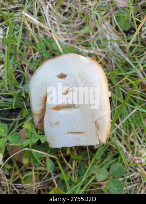 Stinkende Brittlegill-Pilze (Russula fetens) Stockfoto
