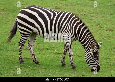 Plains Zebra fressen sich von Gras Stockfoto