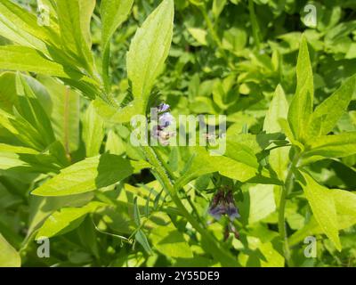 Wolkengarbenfliegen (Oxyna flavipennis) Insecta Stockfoto