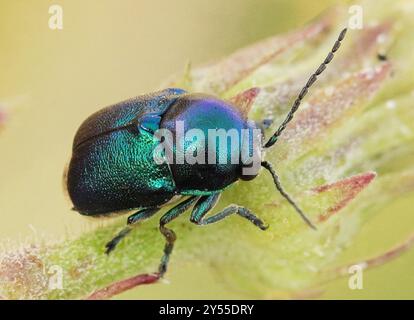 (Cryptocephalus sericeus) Insecta Stockfoto