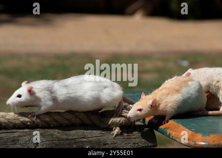 Braune und weiße Albino-Ratten starteten von einer Tischplatte zu einem Rennen über eine Seilbrücke im Tropical Butterfly House, Großbritannien Stockfoto