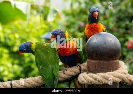 Drei wunderschöne bunte Lorikeet-Vögel in Grün, Blau, Orange und Rot in Regenbogenfarben, die auf einem Seilzaun im Tropical Butterfly House, Großbritannien, thronen Stockfoto