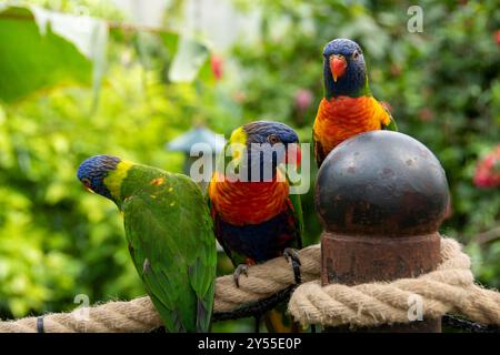 Drei wunderschöne bunte Lorikeet-Vögel in Grün, Blau, Orange und Rot in Regenbogenfarben, die auf einem Seilzaun im Tropical Butterfly House, Großbritannien, thronen Stockfoto