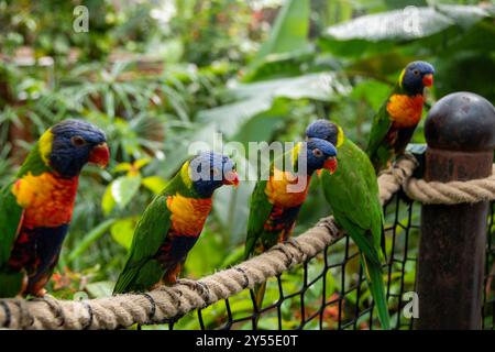 Fünf wunderschöne bunte Lorikeet-Vögel in Grün, Blau, Orange und Rot im Regenbogen, die auf einem Seilzaun im Tropical Butterfly House, Großbritannien, thronen Stockfoto