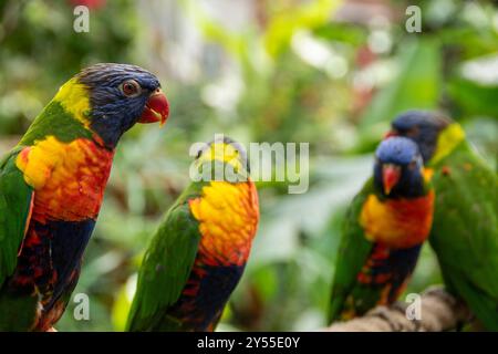 Vier wunderschöne bunte Lorikeet-Vögel in Grün, Blau, Orange und Rot in Regenbogenfarben, die auf einem Seilzaun im Tropical Butterfly House, Großbritannien, thronen Stockfoto