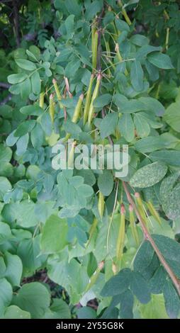 Sibirischer Erbsenstrauch (Caragana arborescens) Plantae Stockfoto