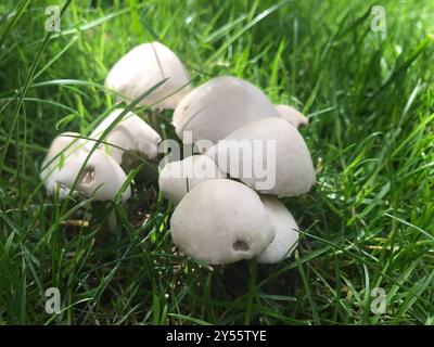 Weiße Dünenmütze (Conocybe apala albipes) Pilze Stockfoto