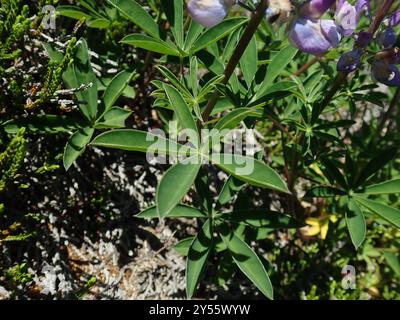 Lupine (Lupinus latifolius) Plantae Stockfoto