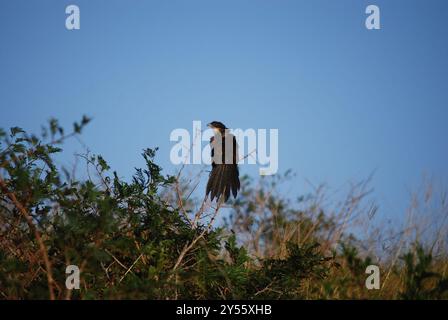 Burchell's Coucal (Centropus superciliosus burchellii) Aves Stockfoto