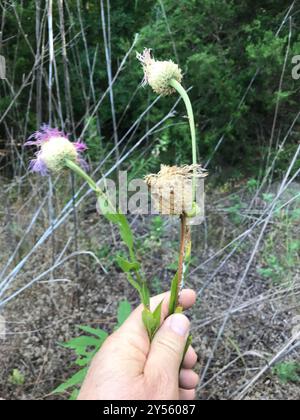 Amerikanische Körbchenblume (Plectocephalus americanus) Plantae Stockfoto