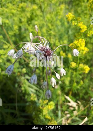 FeldKnoblauch (Allium oleraceum) Plantae Stockfoto