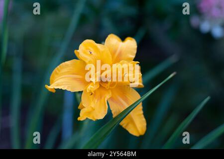 Schöne gelbe (orange) Taglilie im Garten vor dem Hintergrund grüner Blätter. Gartenpflanzen, die Schönheit der Natur. Selektiver Fokus, Nahaufnahme Stockfoto