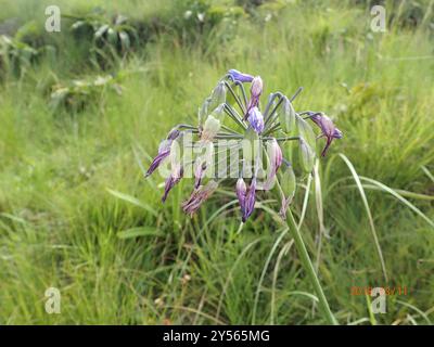 Bell Agapanthus (Agapanthus campanulatus) Plantae Stockfoto