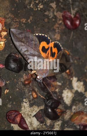 Häufige Fruchtpiercing Motte (Eudocima phalonia) Insecta Stockfoto