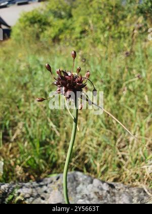 FeldKnoblauch (Allium oleraceum) Plantae Stockfoto