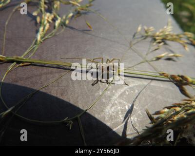 Zwei-Klauen-Jagdspinne (Cheiracanthium erraticum) Arachnida Stockfoto