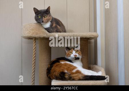 Zwei schöne dreifarbige Katzen liegen auf einem Spielkomplex in verschiedenen Regalen drinnen. Eine Katze schaut in die Kamera, die andere schaut weg. Stockfoto