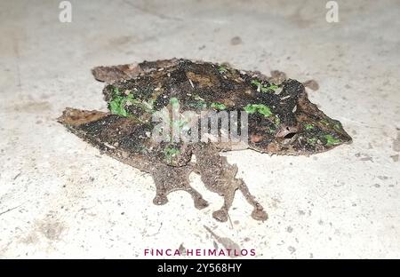 Eirunepe Snouted Tree Frog (Scinax garbei) Amphibia Stockfoto