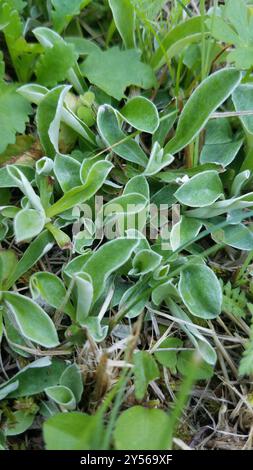 Feldpussytoes (Antennaria neglecta) Plantae Stockfoto