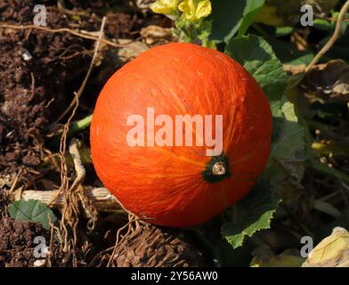 Bio, Kürbis reift im portugiesischen Sonnenschein. Herbst. Oeiras, Portugal. Stockfoto