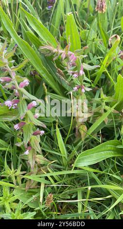 Red Bartsia (Odontites vernus) Plantae Stockfoto