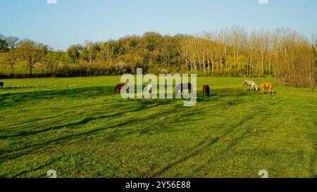 Die Landschaften, Hügel und Weinberge auf der Eroica-Route. Herbstlandschaft. Chianti, Toskana. Italien Stockfoto