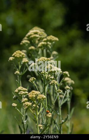 Gemeinsame Schafgarbe achillea millefolium mit Fliege Tachina fera. Stockfoto