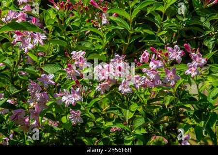 Weigela Bristol Rubin rote Blumen - lateinischer Name - Weigela florida Bristol Ruby. Stockfoto