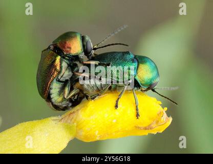 (Cryptocephalus sericeus) Insecta Stockfoto