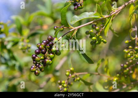 Wilde, gemeine oder europäische Ligustrum vulgare Früchte und Beeren auf natürlichem grünem Hintergrund. Stockfoto