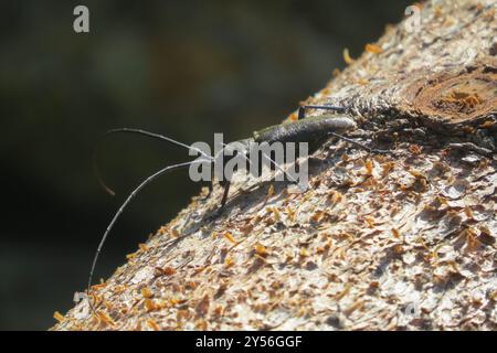 Zimmermann Sawyer Käfer (Monochamus sartor) Insecta Stockfoto
