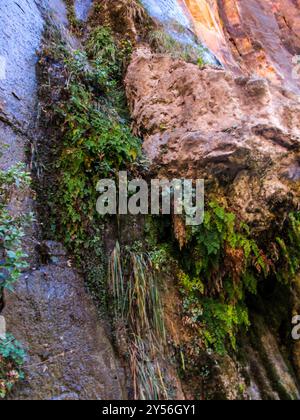 Ein hängender Garten mit Farnen und Moosen, der auf dem porösen Sandsteingestein wächst, der die Schluchtwände des Zion Canyon in Utah bildet. Stockfoto