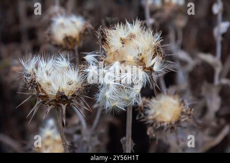 Mariendistel Samenkopf - lateinischer Name - Silybum marianum. Stockfoto