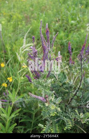 Leadplant (Amorpha canescens) Plantae Stockfoto