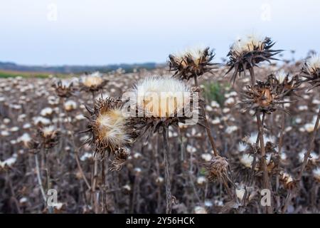 Mariendistel Samenkopf - lateinischer Name - Silybum marianum. Stockfoto