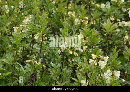 Weißblütige Rhododendron (Rhododendron albiflorum) Plantae Stockfoto