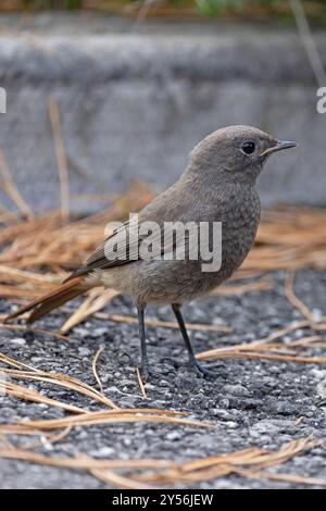 Schwarzer Rotstart (Phoenicurus ochruros) juvenile Schweiz August 2024 Stockfoto