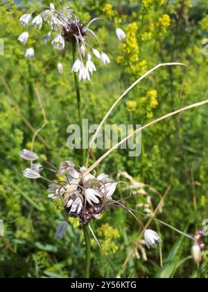 FeldKnoblauch (Allium oleraceum) Plantae Stockfoto