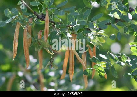 Sibirischer Erbsenstrauch (Caragana arborescens) Plantae Stockfoto