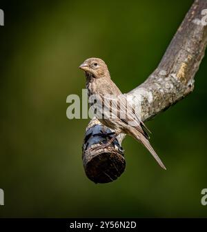 Zierliche weibliche Sitzplätze auf Baumzweigen im Frühjahr Stockfoto