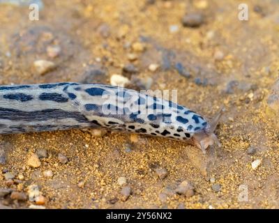 A Leopard Slug, Limax Maximus in Cley Next the Sea, Norfolk, Großbritannien. Stockfoto