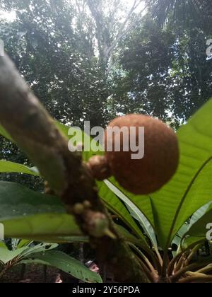 Mamey sapote (Pouteria sapota) Plantae Stockfoto