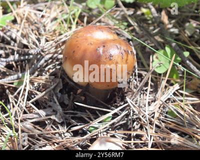 Stinkende Brittlegill-Pilze (Russula fetens) Stockfoto