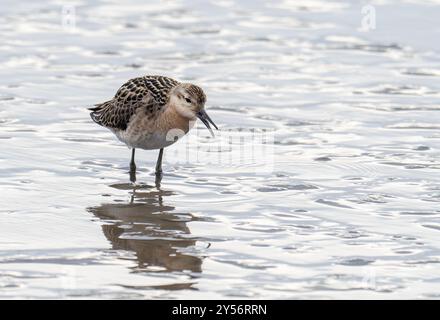 Ruff, Philomachus pugnax in Titchwell, Norfolk, Großbritannien. Stockfoto