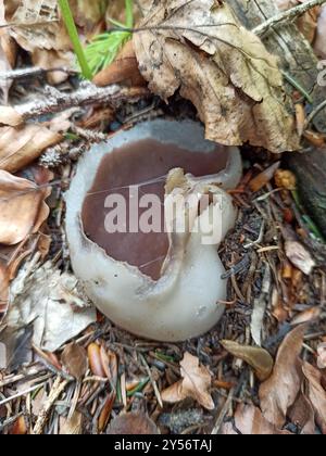 Rosa Kronenpilze (Sarcosphaera coronaria) Stockfoto