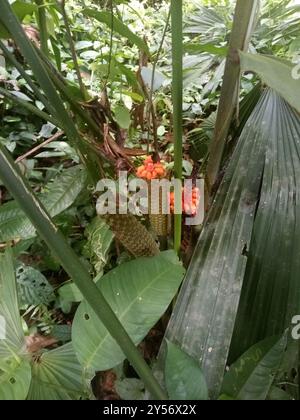 Toquilla Palm (Carludovica palmata) Plantae Stockfoto