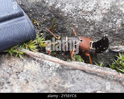 (Staphylinus caesareus) Insecta Stockfoto