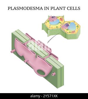 Plasmodesmen in Pflanzenzellendarstellung Stockfoto