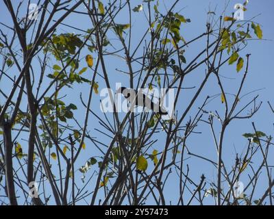 Purpurrote Jay (Cyanocorax beecheii) Aves Stockfoto