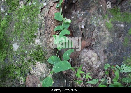 Doppelblume Passionsblume (Passiflora biflora) Plantae Stockfoto